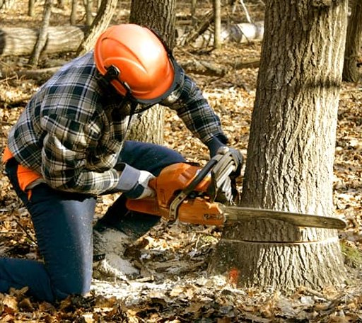 Tree Removal in Rockford, MI